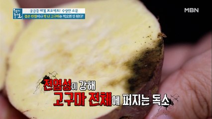 검은 반점이나 싹 난 고구마는 먹으면 안 된다?!