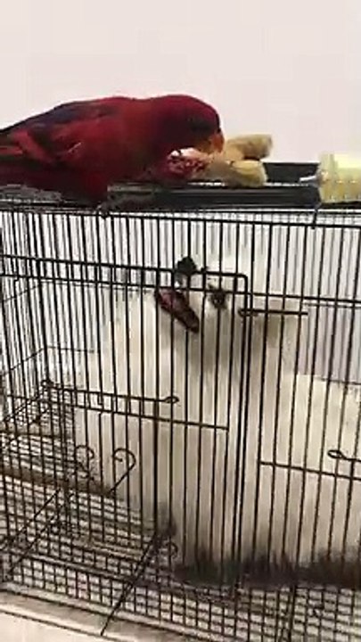 bird feeds their dog friend through cage - bird feeds their dog friend through cage -