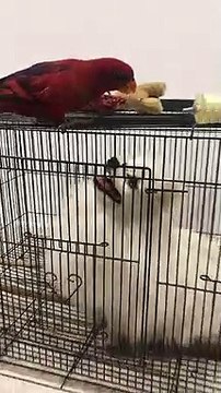 bird feeds their dog friend through cage - bird feeds their dog friend through cage -