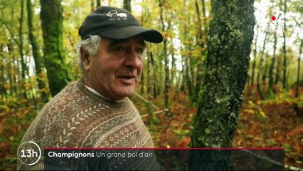 Automne : le retour de la cueillette aux champignons