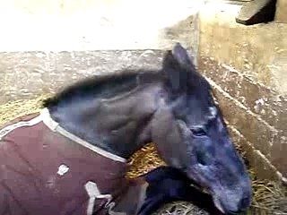 Le cheval de Pauline