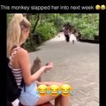 This monkey slapped her into next week