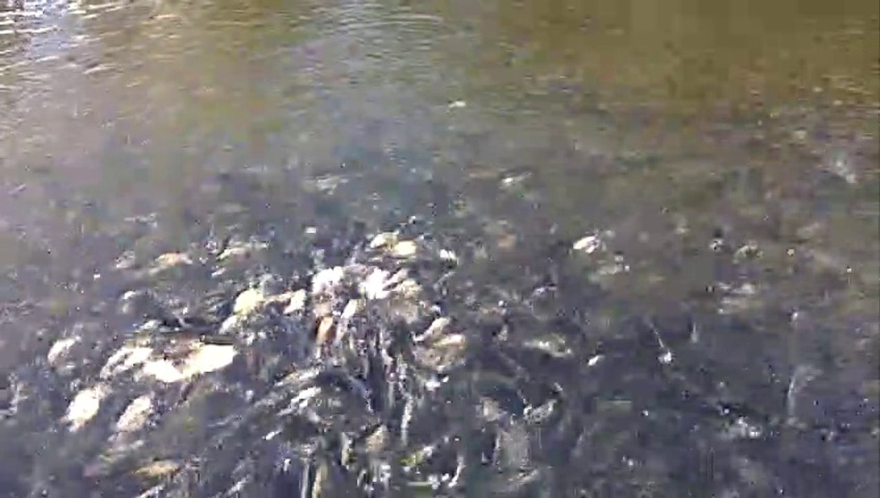 Fish Music