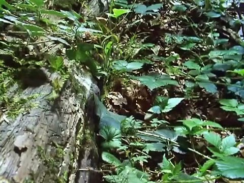 A vida secreta das plantas: viajando