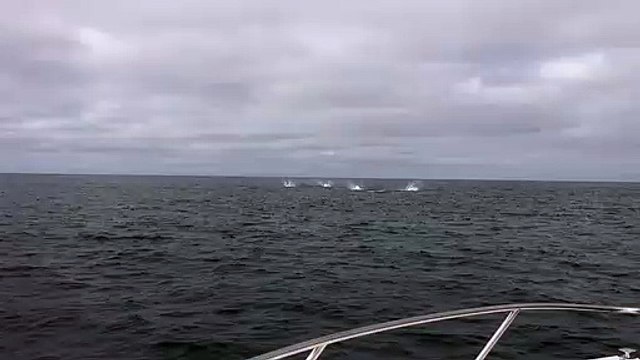 Des centaines de requins sautent hors de l'eau... Magnifique