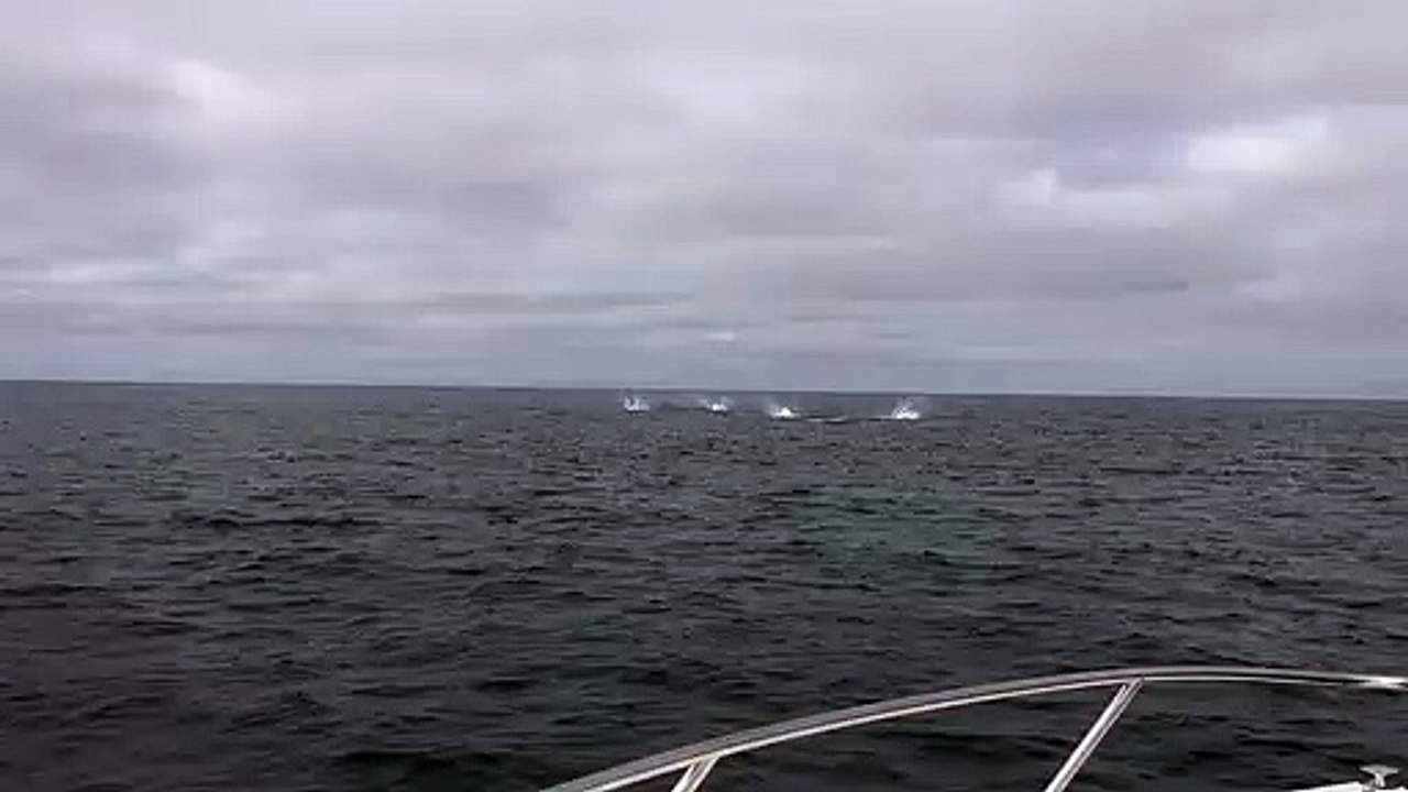 Des centaines de requins sautent hors de l'eau... Magnifique