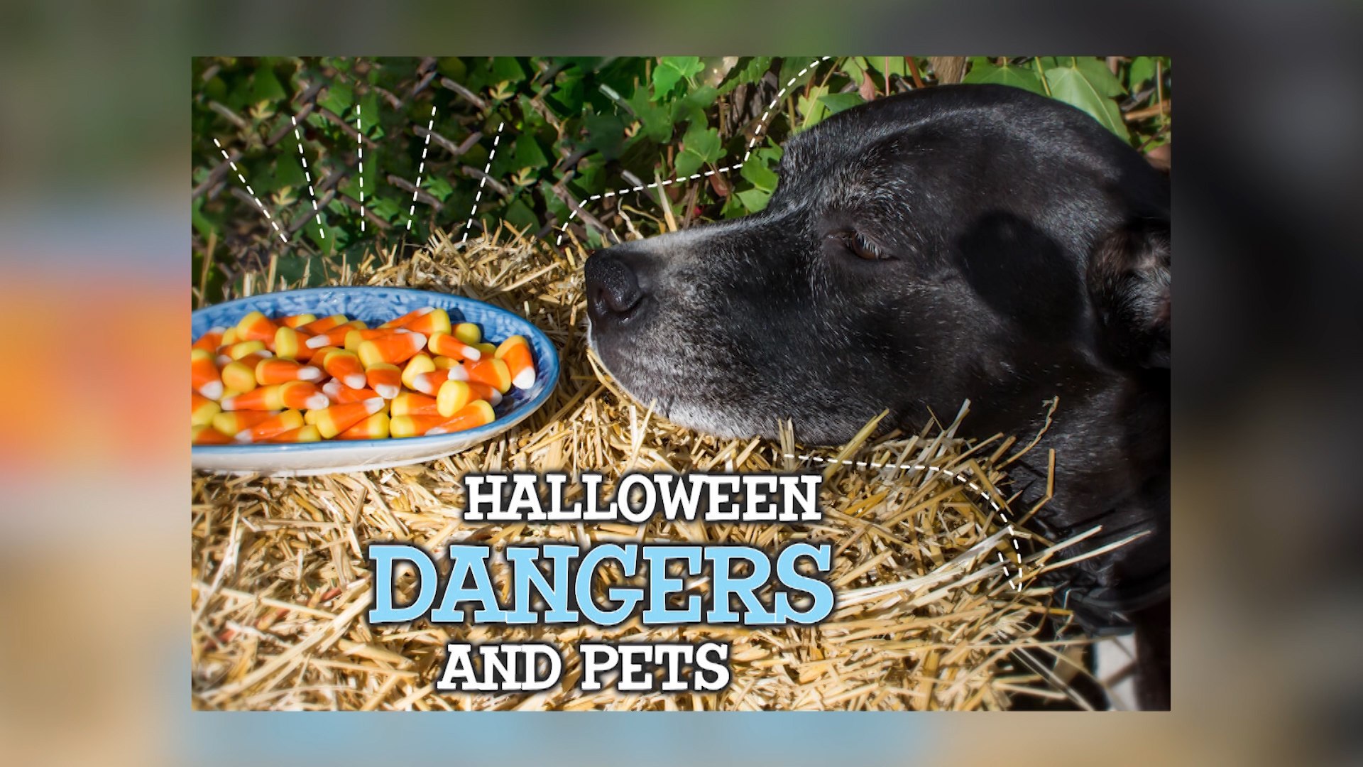 ⁣Halloween Dangers For Your Pets