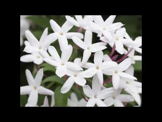 Khawab Main Chambeli Ka Phool Dekhnay Ki Kya Tabeer Hai?