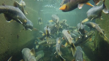 고향으로 돌아온 연어...축제 대신 온라인 체험·판매 / YTN