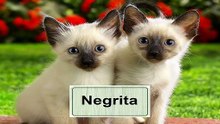 * Nombres Únicos para tu Felino: Inspiración para Elegir el Mejor
