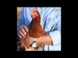 Kids Urdu Story: Anokha Insaf, Ye Guzre Waqt Ki Baat Hai K Kisi Shehar Ka Qazi Murghi Lene...