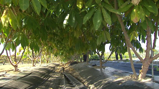 아열대 작물 '카사바' 충북 농가에서도 재배...새로운 소득 작목 부상 / YTN