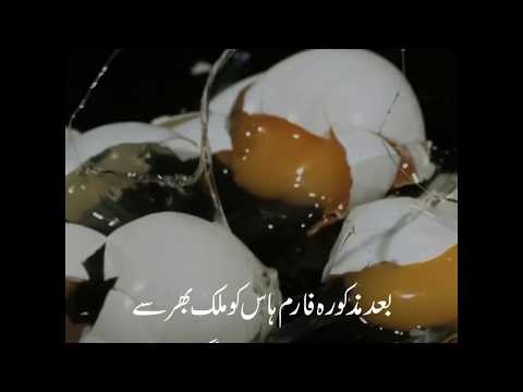 200 million eggs have been recalled after 11 people were hospitalized