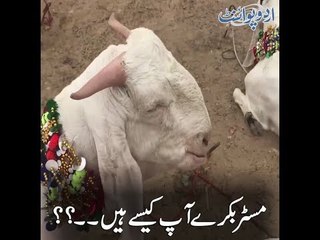 Kids Urdu Story: Mr Bakray aap kaise hain?, Main Ek Din Bakar Mandi K Qareeb Se Guzar Rahi Thi...