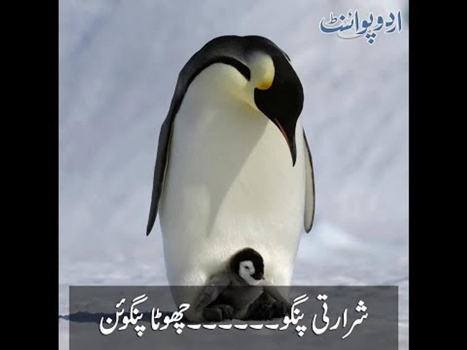 Kids Urdu Story: Shararti Pingu chota Penguin, Pingu Bohat Hi Chanchal Aur Shararti Tha...