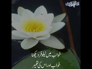 What's the interpretation of seeing Water Lily in dream?