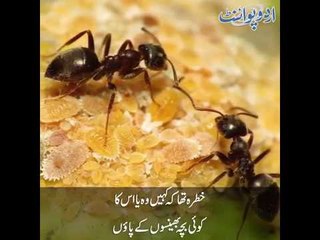 Kids Urdu Story: Burai Ka Jawab, Ek chiunta bara muhabbati aur shareef tha...