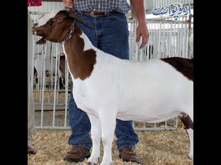 Kids Urdu Story: Dil aur Zaban, jab Luqman Hakeem parh kar farigh ho chuke thay tou ustad ne kaha...