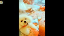 Mini Pomeranian - Funny and Cute Pomeranian Videos #14