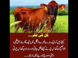 Kids Urdu Story: Kal Ki Fikr, ek haray bharay jungle main ek gaye rehti thi, subah suba wo...