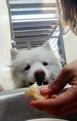 baby boy eating veggies