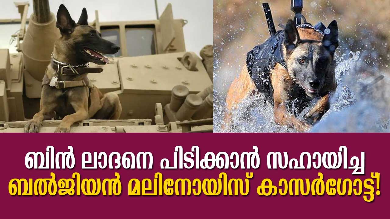 ബിന്‍ ലാദനെ പിടിക്കാന്‍ സഹായിച്ച ബല്‍ജിയന്‍ മലിനോയിസ്  കാസര്‍ഗോട്ട് ! Belgian Malinois in Police