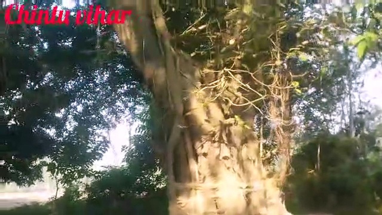 Duniya ka sabse Ajeeb ped video viral