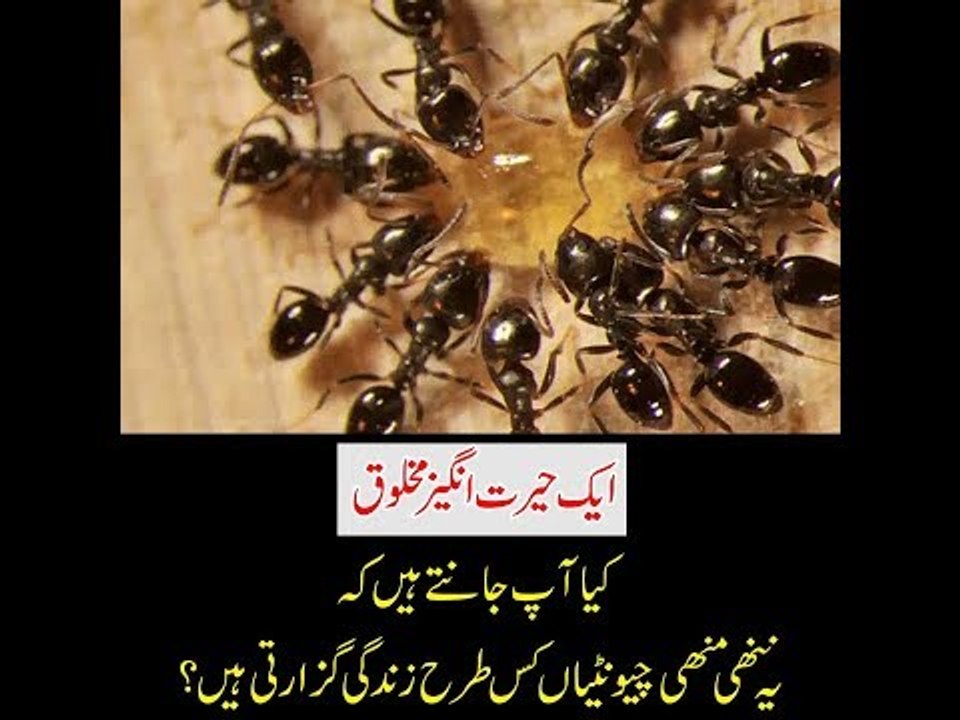 The unique creatures. How insects live their life?