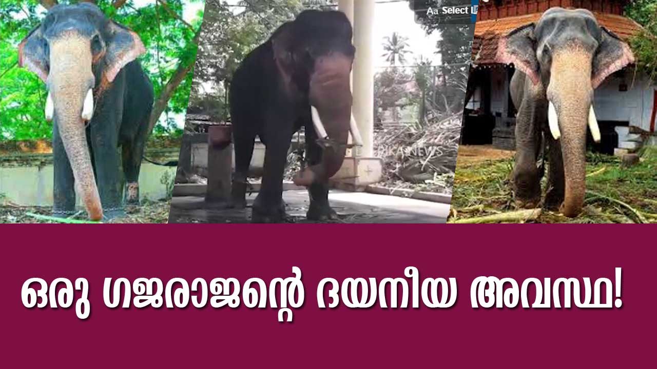 ഒരു ഗജരാജൻ്റെ ദയനീയ അവസ്ഥ! Ambalappuzha Vijayakrishnan Elephant