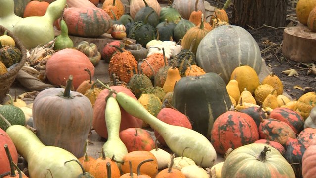 Exposición de 30 calabazas en el Real Jardín Botánico