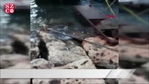 İzmir Foça'da artçı deprem anında balıklar kayalıklara vurdu