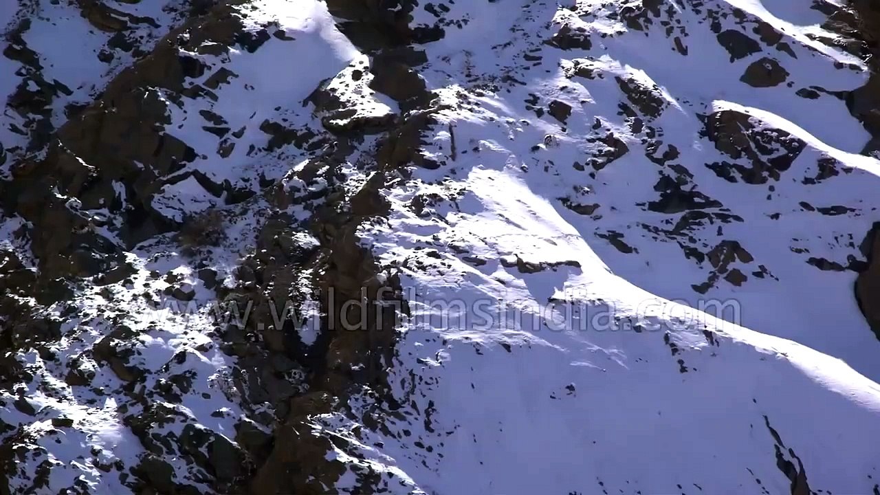 Snow Leopard incredible flight, fall and fight - rare footage from the Himalaya