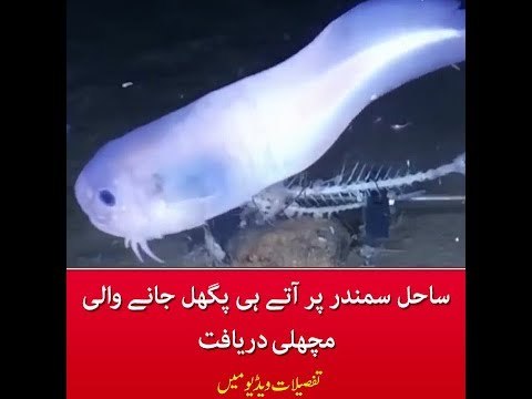 A Fish Found 26,000 Feet Deep Melts at the Surface of the Ocean, Know Interesting Details