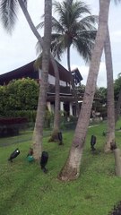 Billionaires island 4 Anthony S Casey Singapore