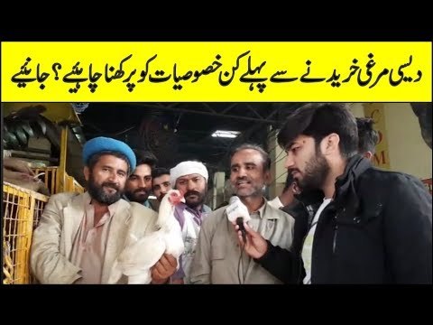 What points should be kept in mind before buying Desi Murghi? find out in this video