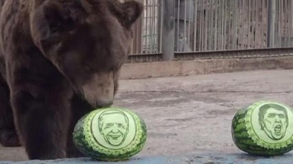 Brown bear in Siberian zoo predicts Joe Biden's win over Donald Trump
