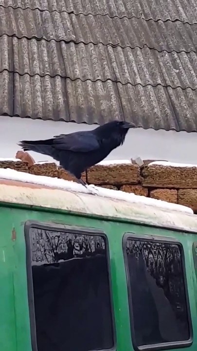 Raven Imitates a Dog Barking