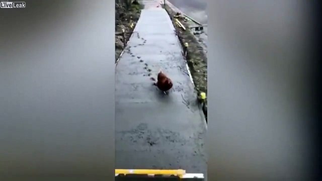 Regardez qui vient faire des traces dans le béton frais... Bravo