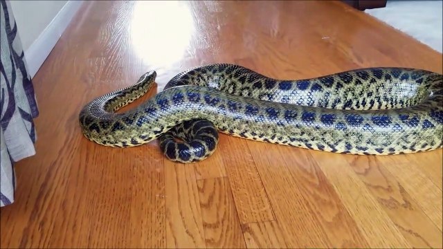 Oui les anacondas peuvent etre sympa