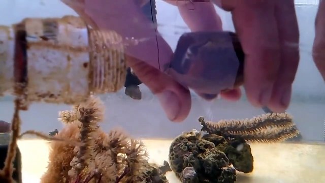 Ils font naitre un bébé requin en découpant son oeuf