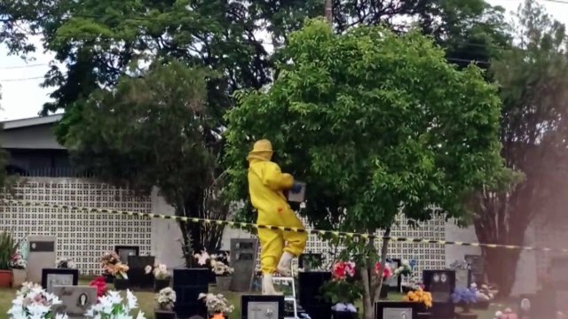 Com apoio de apicultor, Defesa Civil promove remoção de enxame de abelhas no cemitério São Luiz