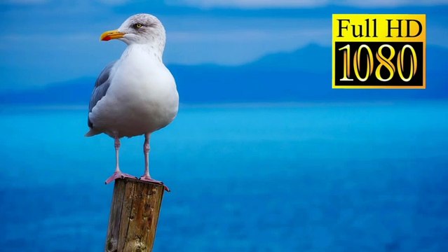 Relaxation with Seagulls | Calming Sounds