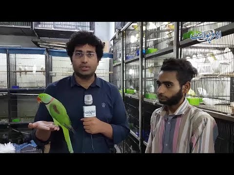 Watch UrduPoint's Special Report on Tollinton Market, Asia's Largest Bird & Pets Market in Lahore