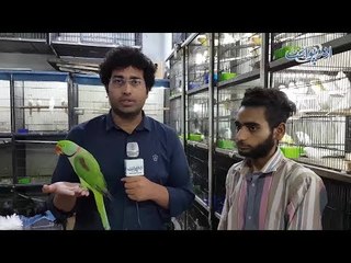 Watch UrduPoint's Special Report on Tollinton Market, Asia's Largest Bird & Pets Market in Lahore