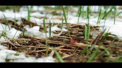 Yellowstone - Wildest Winter to Blazing Summer - The Wildest Winter