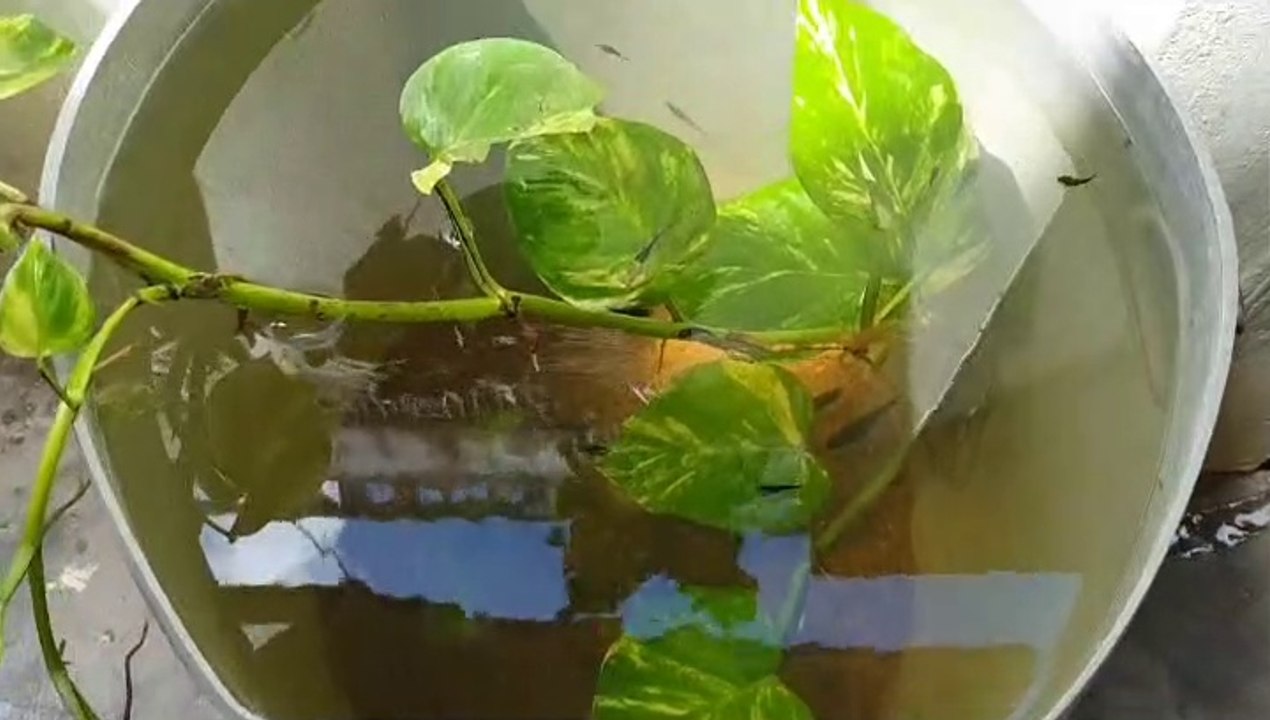 Lyretail Mollies | Mollies Breeding | Molly Babies | Mollies Tank Setup