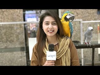 Common Sense Question | Maryam | Insani Jism Ki Kis Hissay Ko Kaatnay Se Khoon Nahin Nikalta?