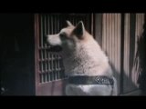 Hachiko monogatari - Bittersweet (Akita dog)