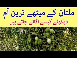 Mango Gardens In Multan | World's Most Delicious Mango Cultivation Process
