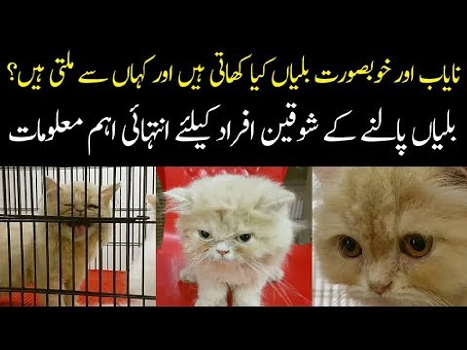Best Breeds of Imported Cats In Pakistan | How To Take Care Of Cats At Home?